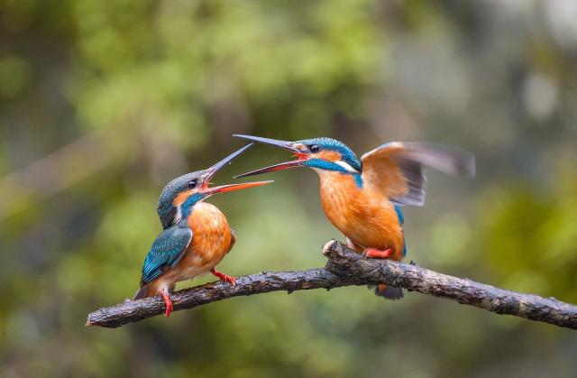 Two birds branch beaks open free wallpaper for desktop - medium preview image