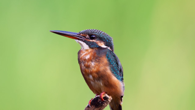 Colorful bird perched branch green #2 free wallpaper for desktop - medium preview image