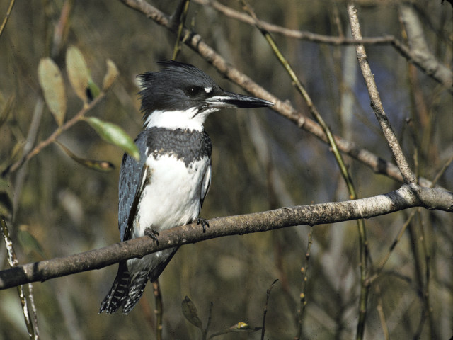 Bird sitting branch tree leaves #6 free wallpaper for desktop - medium preview image