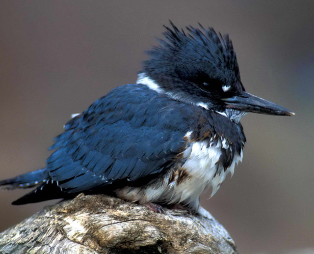 Black white bird tree stump free wallpaper for desktop - medium preview image