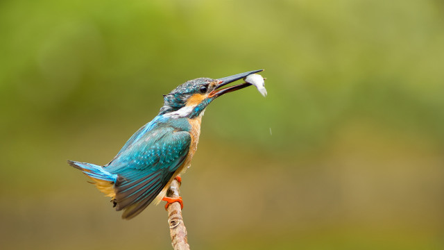 Bird fish mouth branch blurry free wallpaper for desktop - medium preview image