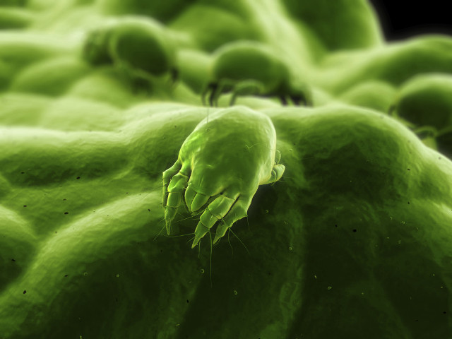 Green substance black background center free wallpaper for desktop - medium preview image