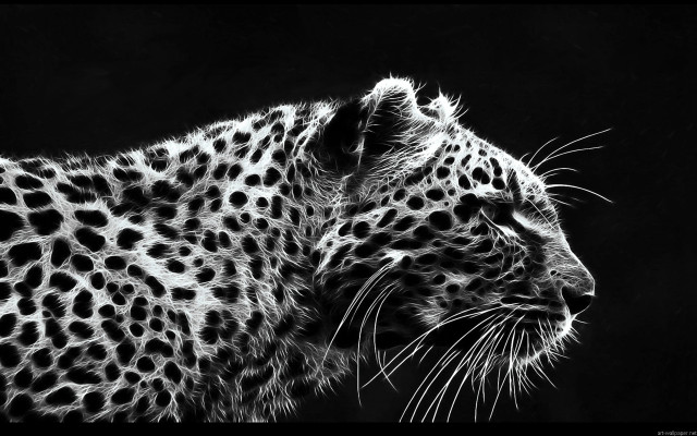Leopard black white photo face free wallpaper for desktop - medium preview image