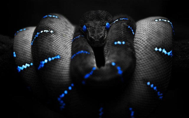 Blue black snake head turned #4 free wallpaper for desktop - medium preview image