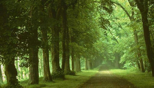 Dirt road forest trees grass #6 free wallpaper for desktop - medium preview image