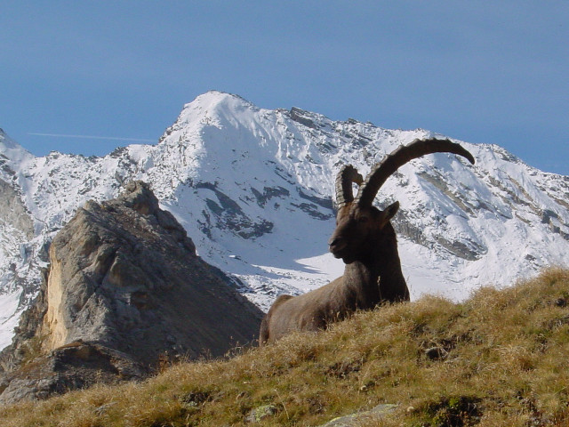 Mountain goat horns grassy hill free wallpaper for desktop - medium preview image