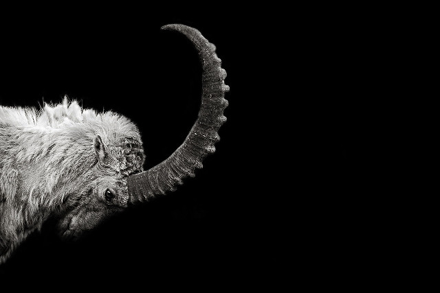 Long horn sheep curled horns free wallpaper for desktop - medium preview image