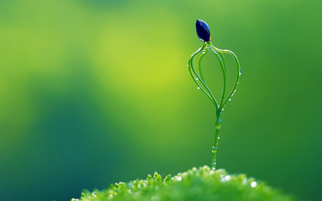 Small plant long stem blue free wallpaper for desktop - medium preview image