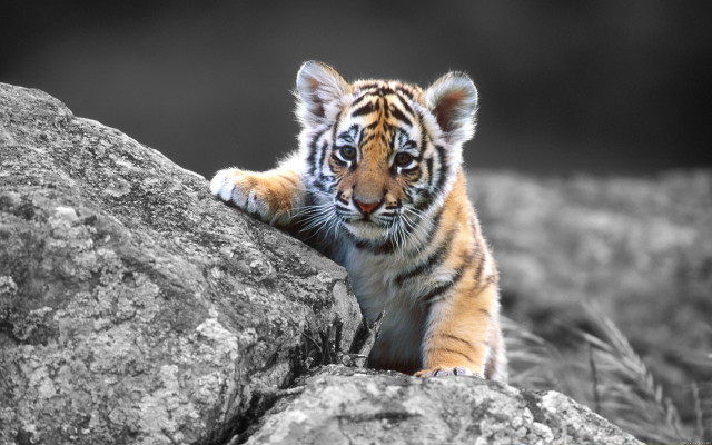 Tiger cub climbing rock black #4 free wallpaper for desktop - medium preview image