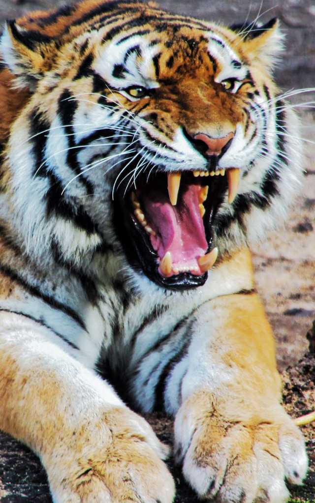 Tiger laying mouth open teeth free wallpaper for mobile - medium preview image