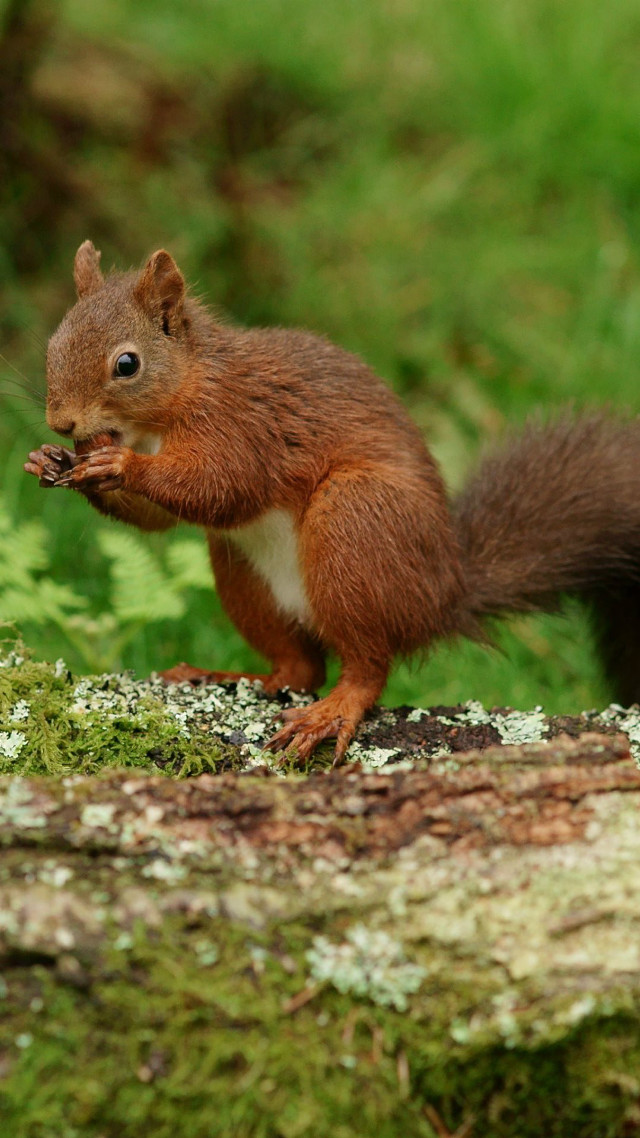 Squirrel eating food tree trunk free wallpaper for mobile - medium preview image