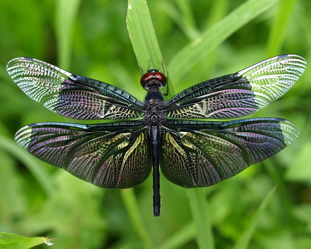 Dragonfly green leaf grass wings free wallpaper for desktop - medium preview image