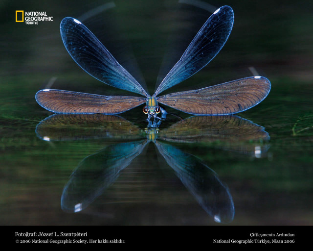 Blue dragonfly water wings spread free wallpaper for desktop - medium preview image