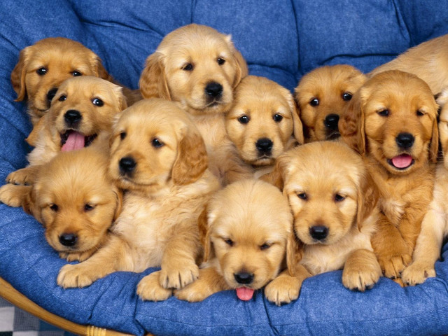 Puppies blue chair tongues out free wallpaper for desktop - medium preview image