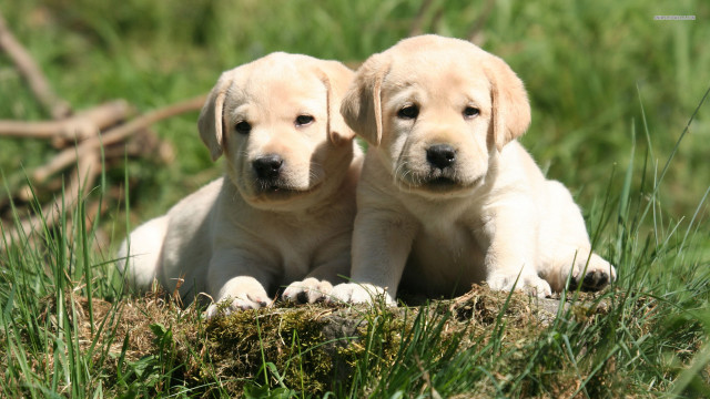 Two puppies sitting grass smiling free wallpaper for desktop - medium preview image