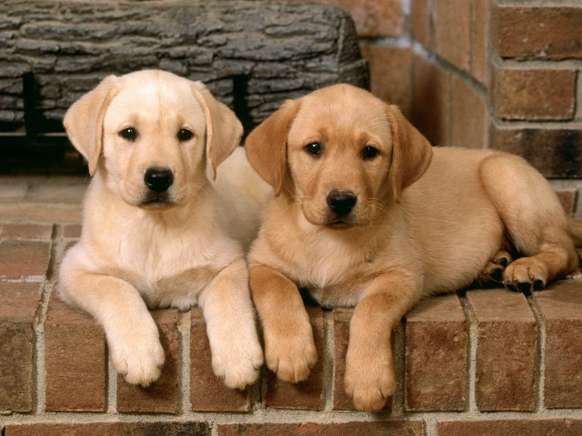 Two puppies sitting on brick free wallpaper for desktop - medium preview image
