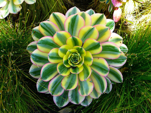 Green yellow flower garden grass free wallpaper for desktop - medium preview image