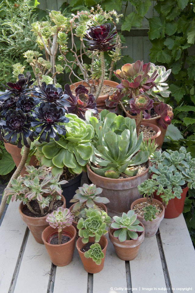 Potted plants table garden fence free wallpaper for mobile - medium preview image