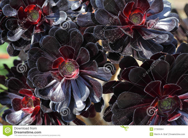 Closeup gothic flower puzzle strawberry free wallpaper for desktop - medium preview image