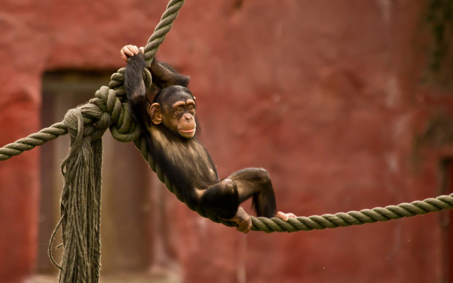 Monkey hanging rope zoo red free wallpaper for desktop - medium preview image