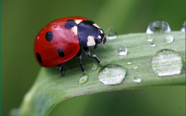 Ladybug green leaf water droplets #8 free wallpaper for desktop - medium preview image