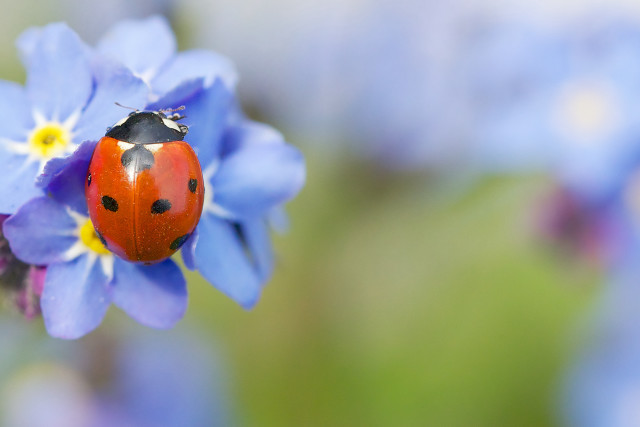 Ladybug blue flower green background free wallpaper for desktop - medium preview image