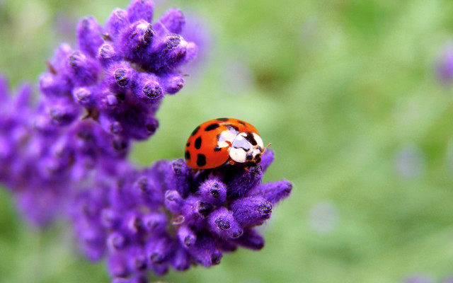 Ladybug purple flower lavender field free wallpaper for desktop - medium preview image