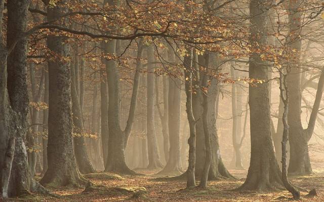 Forest trees leaves fog bench free wallpaper for desktop - medium preview image