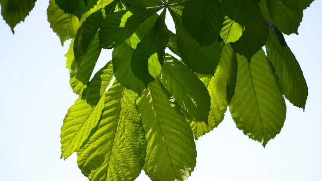Green leafy tree branch blue free wallpaper for desktop - medium preview image
