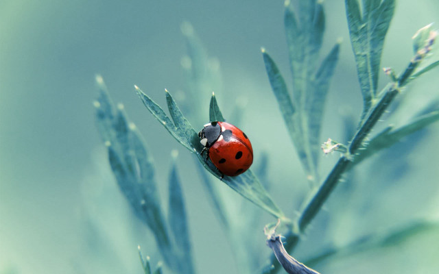 Ladybug green plant leaves blue free wallpaper for desktop - medium preview image
