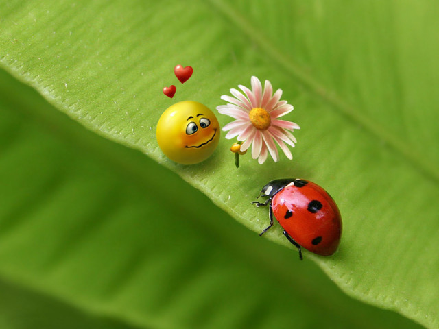 Ladybugs green leaf flower sitting free wallpaper for desktop - medium preview image