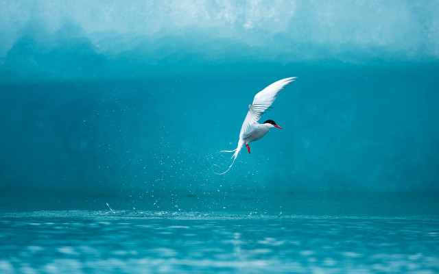 Bird flying ocean fish mouth free wallpaper for desktop - medium preview image