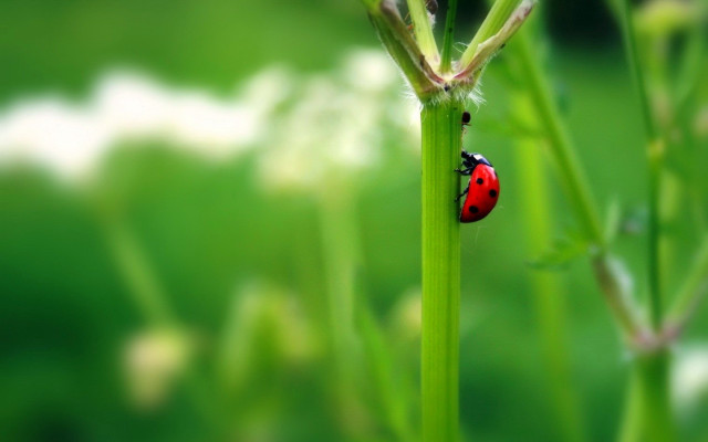 Ladybug green plant grass white free wallpaper for desktop - medium preview image