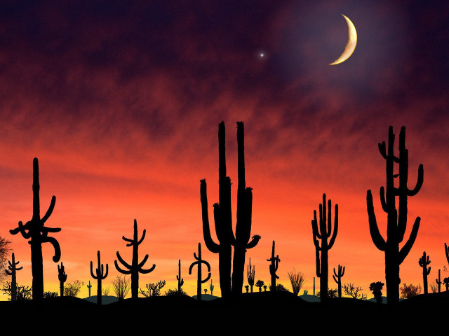 Full moon desert cacti sunset #2 free wallpaper for desktop - medium preview image