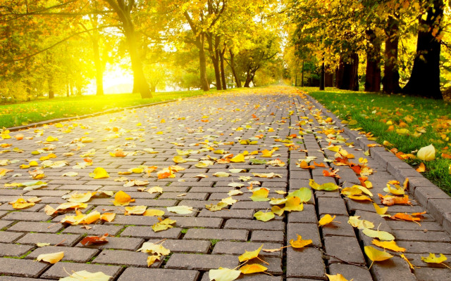 Brick road fall leaves sunshine free wallpaper for desktop - medium preview image