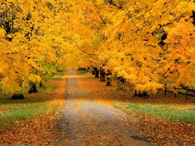 Autumn road fence trees leaves free wallpaper for desktop - medium preview image