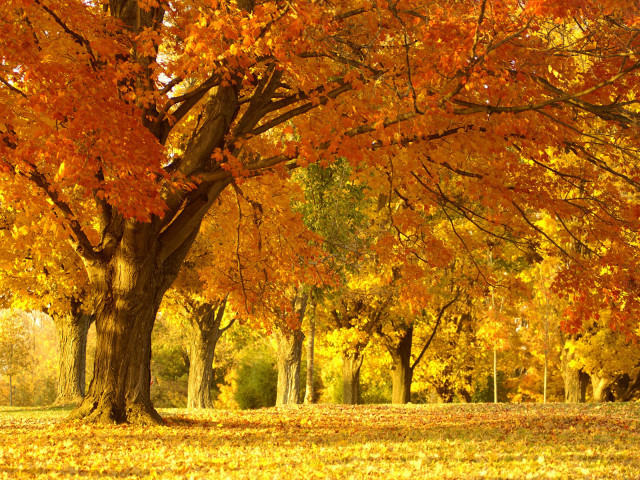 Autumn park bench burning leaves free wallpaper for desktop - medium preview image