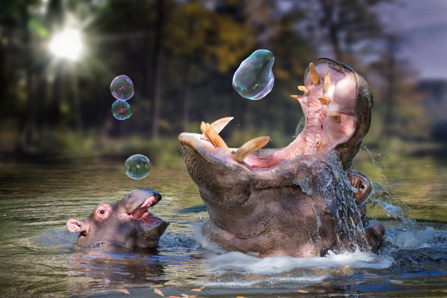 Hippopotamus water bubbles mouth another free wallpaper for desktop - medium preview image