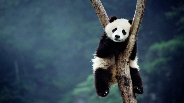 Panda bear tree branch forest free wallpaper for desktop - medium preview image