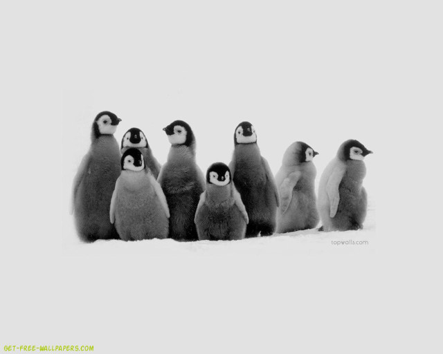 Penguins standing snow together group #2 free wallpaper for desktop - medium preview image