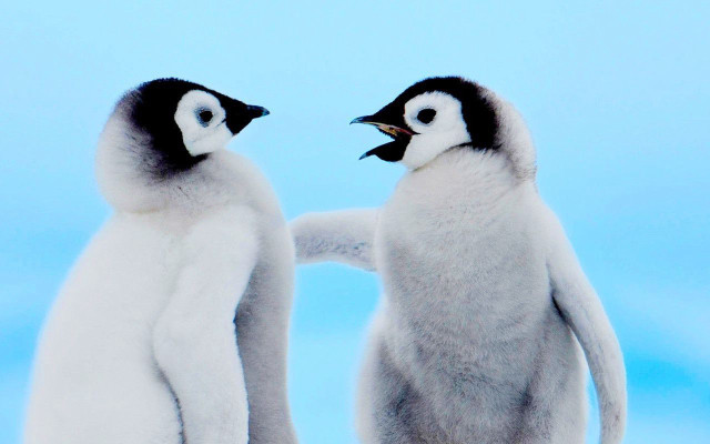 Two penguins blue background hand free wallpaper for desktop - medium preview image