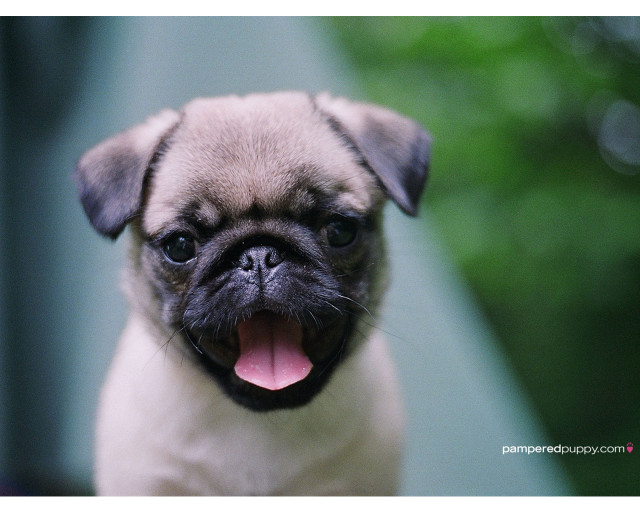 Small pug dog tongue out #2 free wallpaper for desktop - medium preview image