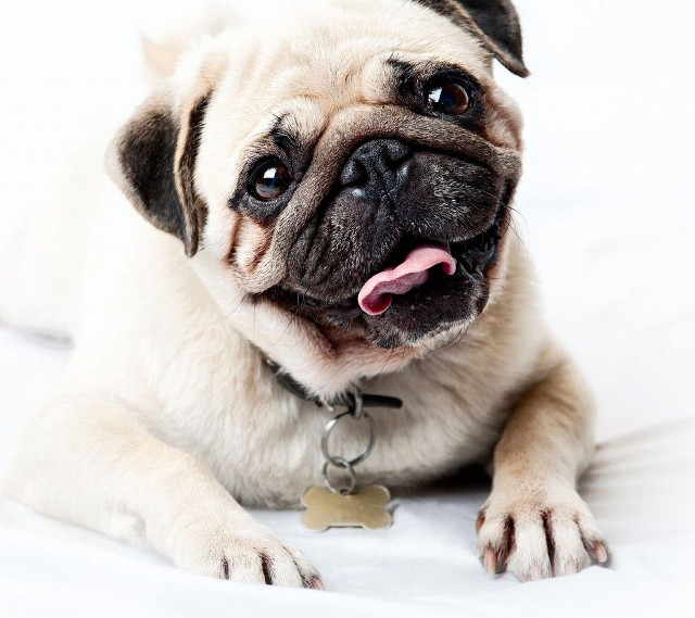 Small dog white sheet collar free wallpaper for tablet - medium preview image