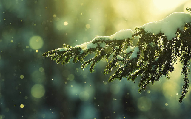 Tree branch snow sunlight blurry #2 free wallpaper for desktop - medium preview image