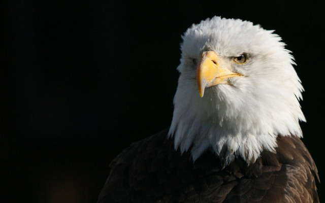 Bald eagle white head yellow #2 free wallpaper for desktop - medium preview image
