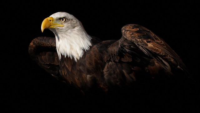 Bald eagle black background dark free wallpaper for desktop - medium preview image