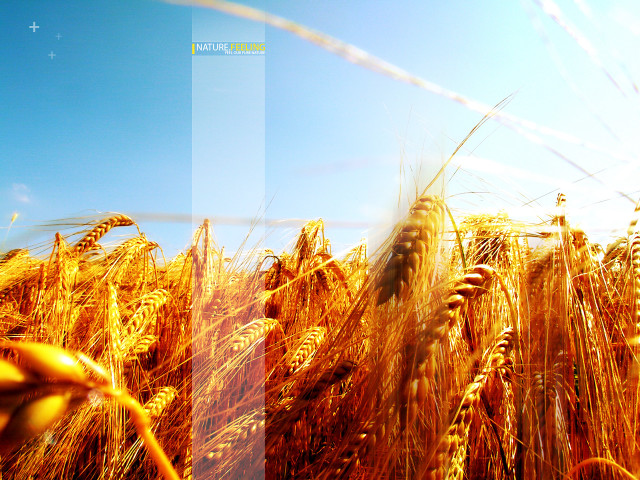 Wheat field blue sky blurry free wallpaper for desktop - medium preview image