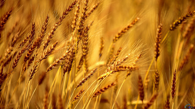 Wheat closeup blurry background stalks free wallpaper for desktop - medium preview image