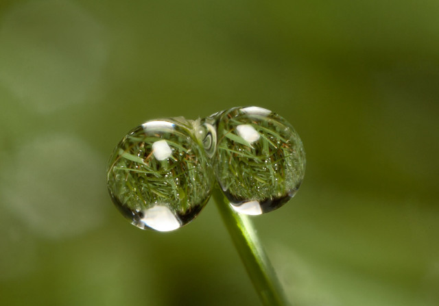 Water drops plant stem macro free wallpaper for desktop - medium preview image