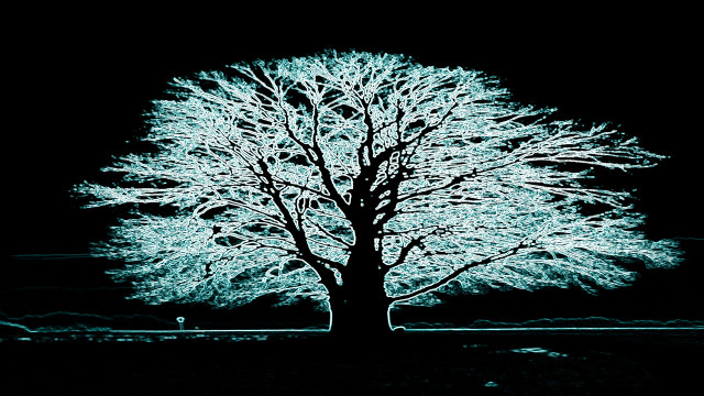 Tree white leaves night high free wallpaper for desktop - medium preview image